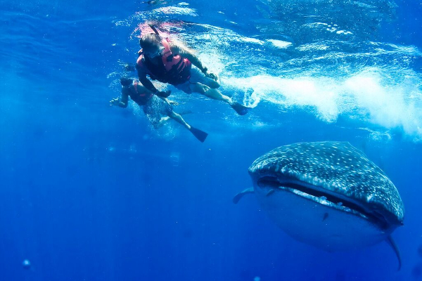 Snorkel en Riviera Maya. Tiburón ballena.